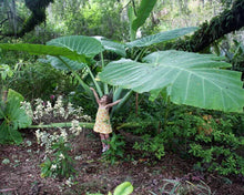 Load image into Gallery viewer, **THAILAND GIANT** Elephant Ear Colocasia Esculenta Starter Plant**USA Seller**