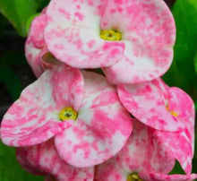 Load image into Gallery viewer, THIDA DOITUNG **Crown Of Thorns-Euphorbia Milii CHRIST PLANT SMALL ROOTED STARTER PLANT