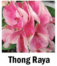 Load image into Gallery viewer, THONG RAYA**Crown Of Thorns-Euphorbia Milii CHRIST PLANT SMALL ROOTED STARTER PLANT