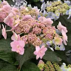 Load image into Gallery viewer, ~~TINY TUFF STUFF~~Hydrangea Starter Plant Blooms from baby blue to baby pink