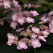 Load image into Gallery viewer, ~~TINY TUFF STUFF~~Hydrangea Starter Plant Blooms from baby blue to baby pink