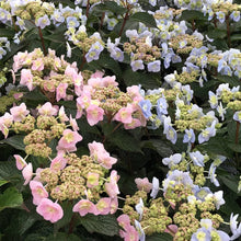 Load image into Gallery viewer, ~~TINY TUFF STUFF~~Hydrangea Starter Plant Blooms from baby blue to baby pink