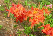 Load image into Gallery viewer, TOM DODD JR~~Aromi Azalea Rhododendron Deciduous SMALL Starter Plant~
