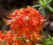 Load image into Gallery viewer, TOM DODD JR~~Aromi Azalea Rhododendron Deciduous SMALL Starter Plant~