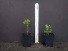Load image into Gallery viewer, TOM DODD JR~~Aromi Azalea Rhododendron Deciduous SMALL Starter Plant~