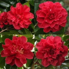 Load image into Gallery viewer, TOM KNUDSEN~~Unique Bloom**Camellia Japonica-Live Starter Plant