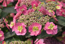 Load image into Gallery viewer, TUFF STUFF~~Hydrangea Starter Plant~~BABY BLUE LIGHT PURPLE TO PINK