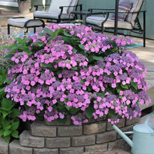 Load image into Gallery viewer, TUFF STUFF~~Hydrangea Starter Plant~~BABY BLUE LIGHT PURPLE TO PINK