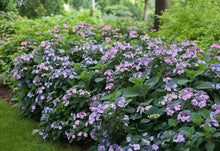 Load image into Gallery viewer, TUFF STUFF~~Hydrangea Starter Plant~~BABY BLUE LIGHT PURPLE TO PINK