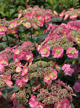 Load image into Gallery viewer, TUFF STUFF~~Hydrangea Starter Plant~~BABY BLUE LIGHT PURPLE TO PINK