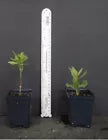 Load image into Gallery viewer, Tallulah Sunrise Deciduous Azalea/Rhododendron Rooted “SMALL“ Starter Plant
