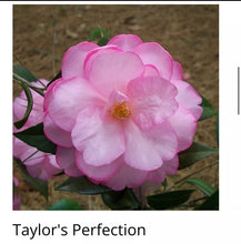 Load image into Gallery viewer, Taylor’s Perfection Camellia Japonica Live Starter Plant