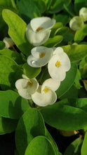 Load image into Gallery viewer, UDOMSAB**Crown Of Thorns-Euphorbia Milii CHRIST PLANT SMALL ROOTED STARTER PLANT