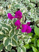 Load image into Gallery viewer, VERA VARIEGATA PURPLE Live Well Rooted Bougainvillea STARTER plant