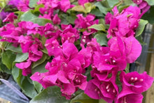 Load image into Gallery viewer, VERA DEEP PURPLE Live Well Rooted Bougainvillea STARTER plant