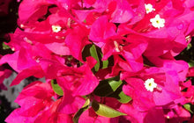 Load image into Gallery viewer, VERA LYNN Live Well Rooted Bougainvillea STARTER plant