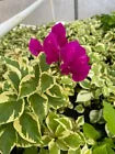 Load image into Gallery viewer, VERA VARIEGATA PURPLE Live Well Rooted Bougainvillea STARTER plant