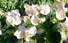 Load image into Gallery viewer, VERA WHITE Live Well Rooted Bougainvillea STARTER plant