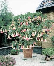 Load image into Gallery viewer, **VERSICOLOR**Fantasy Brugmansia Angel Trumpet**MULTI COLOR BLOOMING PLANT**HTF