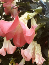 Load image into Gallery viewer, **VERSICOLOR**Fantasy Brugmansia Angel Trumpet**MULTI COLOR BLOOMING PLANT**HTF