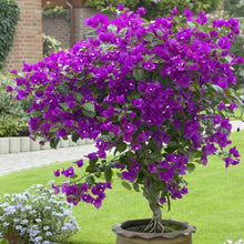 Load image into Gallery viewer, VIOLET Live Well Rooted Bougainvillea STARTER plant