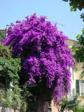 Load image into Gallery viewer, VIOLET Live Well Rooted Bougainvillea STARTER plant