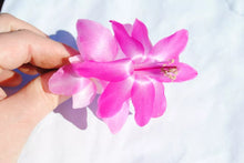 Load image into Gallery viewer, Vilha Velha Brazil Christmas Cactus/Thanksgiving Cactus Schlumbergera Truncata Rooted STARTER Plant
