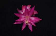 Load image into Gallery viewer, Vista Beauty Christmas Cactus/Thanksgiving Cactus Schlumbergera Truncata Rooted STARTER Plant