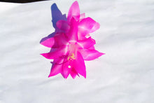 Load image into Gallery viewer, Vista Beauty Christmas Cactus/Thanksgiving Cactus Schlumbergera Truncata Rooted STARTER Plant