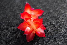 Load image into Gallery viewer, Vista Sun Christmas Cactus/Thanksgiving Cactus Schlumbergera Truncata Rooted STARTER Plant