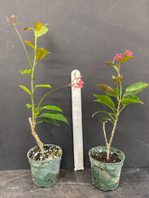 Load image into Gallery viewer, 4" Pot WATERMELON PINK~Dwarf Jatropha~intergerima Peregrina~STARTER PLANT