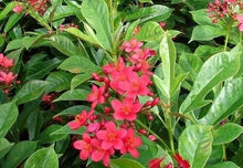 Load image into Gallery viewer, 4" Pot WATERMELON PINK~Dwarf Jatropha~intergerima Peregrina~STARTER PLANT