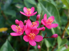 Load image into Gallery viewer, 4" Pot WATERMELON PINK~Dwarf Jatropha~intergerima Peregrina~STARTER PLANT
