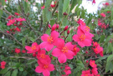 Load image into Gallery viewer, 4" Pot WATERMELON PINK~Dwarf Jatropha~intergerima Peregrina~STARTER PLANT