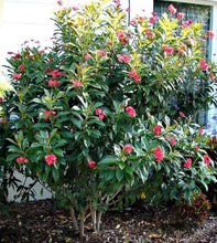 Load image into Gallery viewer, 4" Pot WATERMELON PINK~Dwarf Jatropha~intergerima Peregrina~STARTER PLANT