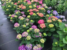Load image into Gallery viewer, ~~WEE BIT GIDDY~~Hydrangea Starter Plant~~ROYALE PURPLE TO HOT PINK