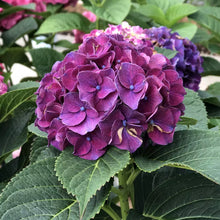 Load image into Gallery viewer, ~~WEE BIT GIDDY~~Hydrangea Starter Plant~~ROYALE PURPLE TO HOT PINK