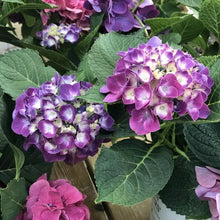 Load image into Gallery viewer, ~~WEE BIT GIDDY~~Hydrangea Starter Plant~~ROYALE PURPLE TO HOT PINK