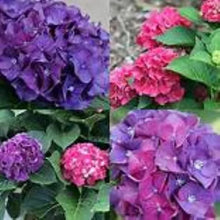 Load image into Gallery viewer, ~~WEE BIT GIDDY~~Hydrangea Starter Plant~~ROYALE PURPLE TO HOT PINK