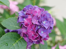 Load image into Gallery viewer, ~~WEE BIT GRUMPY~~Hydrangea Starter Plant~~DEEP VIOLET TO RUBY RED
