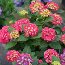 Load image into Gallery viewer, ~~WEE BIT GRUMPY~~Hydrangea Starter Plant~~DEEP VIOLET TO RUBY RED