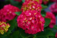 Load image into Gallery viewer, ~~WEE BIT GRUMPY~~Hydrangea Starter Plant~~DEEP VIOLET TO RUBY RED