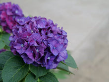 Load image into Gallery viewer, ~~WEE BIT GRUMPY~~Hydrangea Starter Plant~~DEEP VIOLET TO RUBY RED