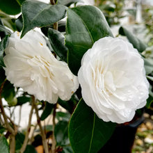 Load image into Gallery viewer, WHITE BY THE GATE~~Unique Bloom**Camellia Japonica-Live Starter Plant