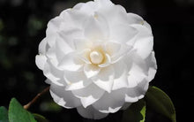 Load image into Gallery viewer, WHITE BY THE GATE~~Unique Bloom**Camellia Japonica-Live Starter Plant