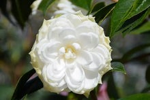 Load image into Gallery viewer, WHITE BY THE GATE~~Unique Bloom**Camellia Japonica-Live Starter Plant