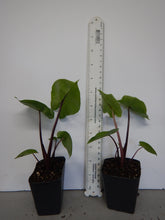 Load image into Gallery viewer, Waikiki Elephant Ear - Colocasia esculenta - Live STARTER Plant~~The Royal Hawaiian Collection~~Very Hard to Find!