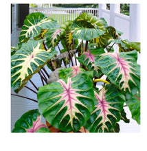 Load image into Gallery viewer, Waikiki Elephant Ear - Colocasia esculenta - Live STARTER Plant~~The Royal Hawaiian Collection~~Very Hard to Find!