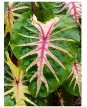 Load image into Gallery viewer, Waikiki Elephant Ear - Colocasia esculenta - Live STARTER Plant~~The Royal Hawaiian Collection~~Very Hard to Find!