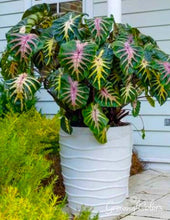 Load image into Gallery viewer, Waikiki Elephant Ear - Colocasia esculenta - Live STARTER Plant~~The Royal Hawaiian Collection~~Very Hard to Find!